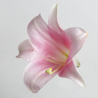 Gri arka planda izole nazikçe pembe zambak çiçek.