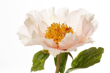 beyaz arkaplanda yalıtılmış şakayık çiçeği.