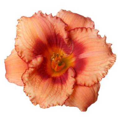 Beyaz arka planda izole bir çiçek günzambak.