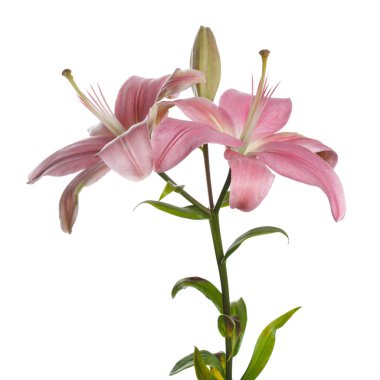 Gri bir arka planda izole pembe zambak çiçekler bir şube.