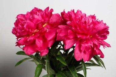 Gri bir arka planda izole pembe şakayık buket.