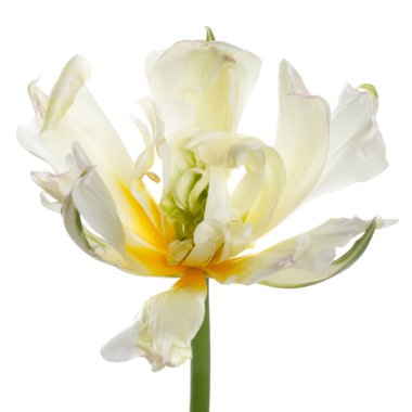 Beyaz arka planda izole yumuşak sarı çiçeklenme lale.