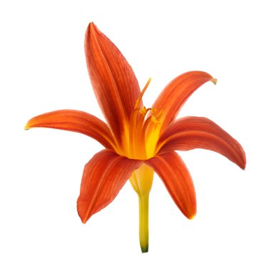 Turuncu çiçekler daylily beyaz arka planda izole.