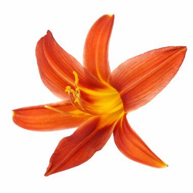 Turuncu çiçekler daylily beyaz arka planda izole.