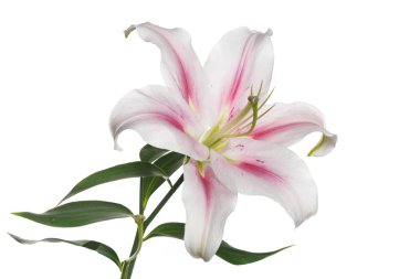 Beyaz-pembe zambak çiçek beyaz arka planda izole.