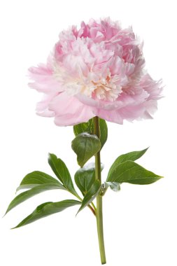 Beyaz arka planda izole narin pembe şakayık.