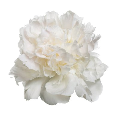 Beyaz arka planda izole narin şakayık.