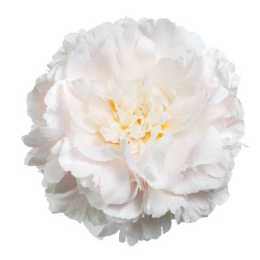 Beyaz arka planda izole narin şakayık.