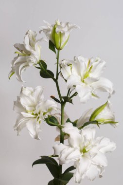 Beyaz Terry zambak şube gri arka planda izole.