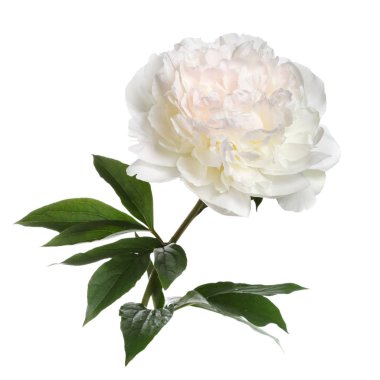 Beyaz arka planda izole narin şakayık.