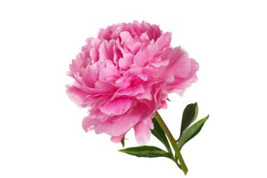 Pembe şakayık beyaz arkaplanda izole edilmiş.