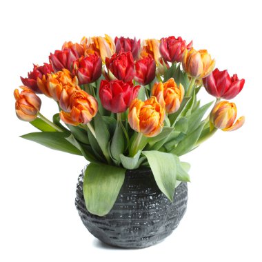 Beyaz arka planda izole kırmızı ve turuncu lale şenlikli buket.