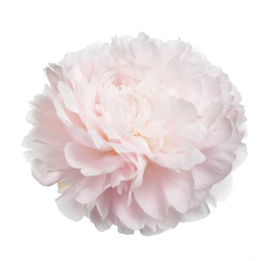 Beyaz arka planda izole narin şakayık.