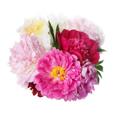 Beyaz arka planda izole şakayık güzel buket.