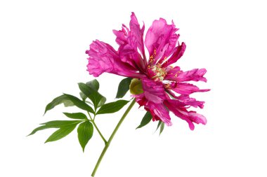 Beyaz arka planda izole sıradışı renk Magenta şakayık çiçek.