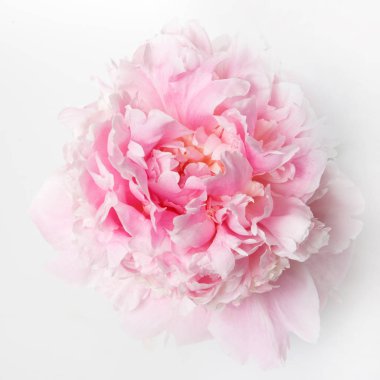 Beyaz arka plan üzerinde izole yavaşça pembe Şakayık.