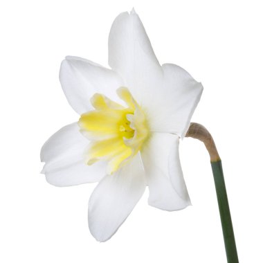 Beyaz bir arka planda izole sarı bir merkezi ile bir nergis çiçeği.