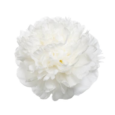 Beyaz arka planda izole narin şakayık.