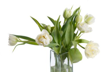 Beyaz arka planda izole edilmiş lale buketi.