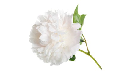 Beyaz arka planda izole narin şakayık