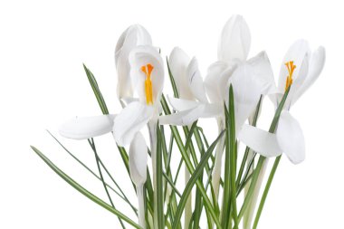 İzole beyaz tabak. yakın çekim  