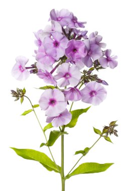Beyaz arka planda izole pembe merkezi ile Lila Phlox çiçekler.