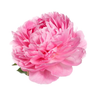 Beyaz arka planda izole edilmiş güzel pembe şakayık..