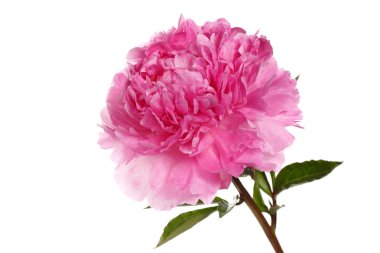 Beyaz arka planda izole edilmiş güzel pembe şakayık..