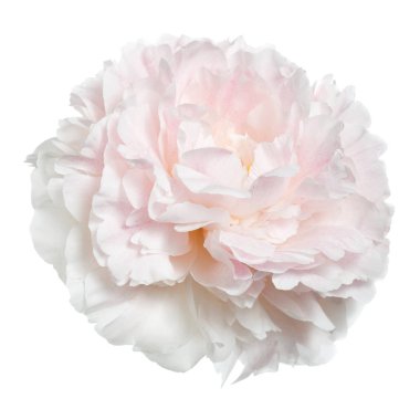 Beyaz arka planda izole narin şakayık.