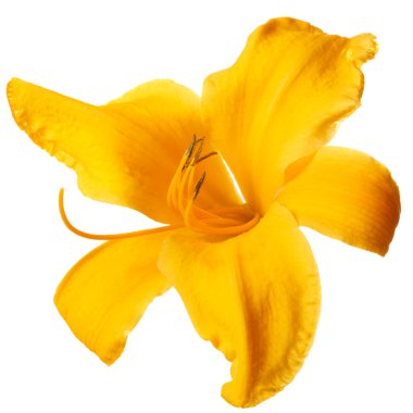 Sarı çiçek daylily beyaz arka planda izole.