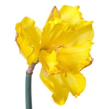 Beyaz arka planda izole sarı Narcissus çift Terry çiçek.