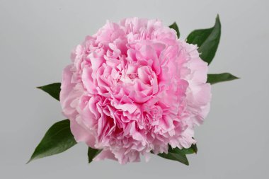 Gri bir arka planda izole pembe şakayık çiçek.