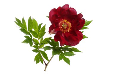 Kırmızı şakayık beyaz arkaplanda izole edildi.