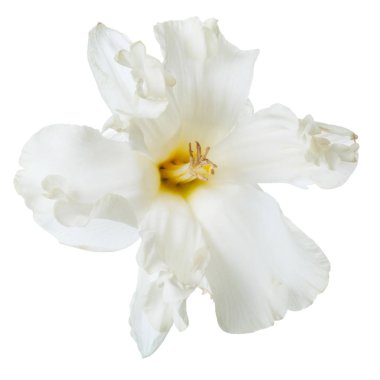 Beyaz arka planda izole Terry nergis alışılmadık bir narin çiçek.