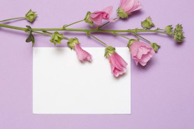 Beyaz bir kağıt levha ve Mallow bir çerçeve Lila arka planda yatıyor.