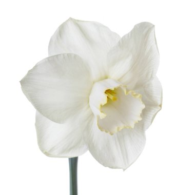 Beyaz arka planda izole narin nergis çiçek.