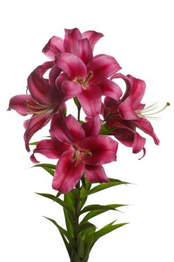 Zambak buket beyaz arka planda izole şarap kırmızı çiçekler.