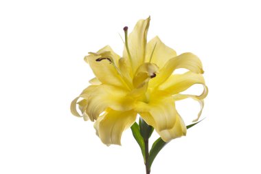 Sarı Terry zambak çiçek beyaz arka planda izole.