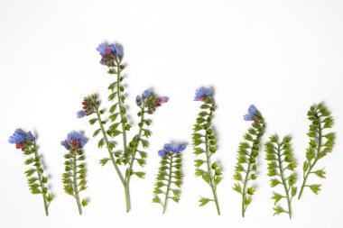 Çiçekler Symphytum beyaz bir arka planda koydu.