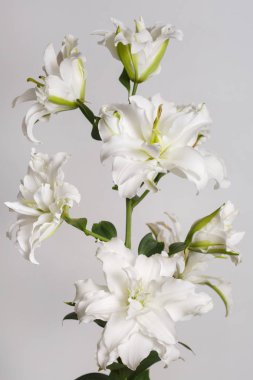 Beyaz Terry zambak şube gri arka planda izole.