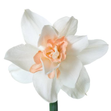 Beyaz arka plan üzerinde izole güzel nergis çiçek.