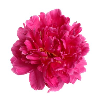 Beyaz arka plan üzerinde izole kırmızı renk Şakayık.