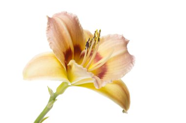 Beyaz arka planda izole narin sarı çiçek daylily hibrid.