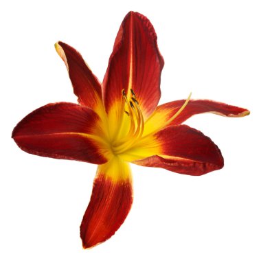 Turuncu çiçekler daylily beyaz arka planda izole.