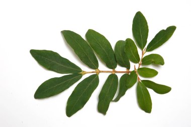 Beyaz arka planda izole Hanımeli yaprakları.