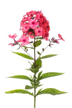 Beyaz arka planda izole pembe Flox.