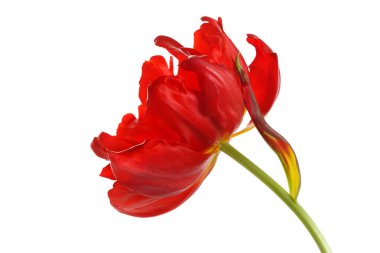 Beyaz arka planda izole edilmiş kırmızı bir lale çiçeği.