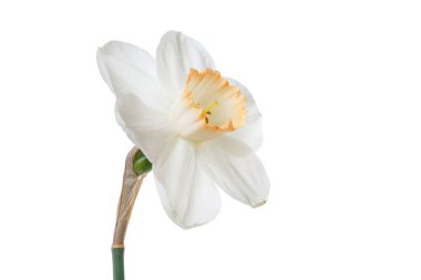 Beyaz arkaplanda yalıtılmış narsist çiçek.