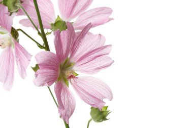Beyaz arka planda izole pembe Mallow çiçekler çiçeklenme.