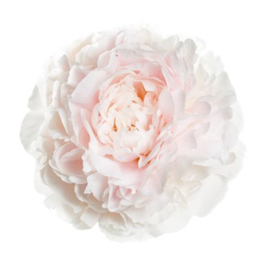 Beyaz arka planda izole bir çiçek nazikçe pembe şakayık.